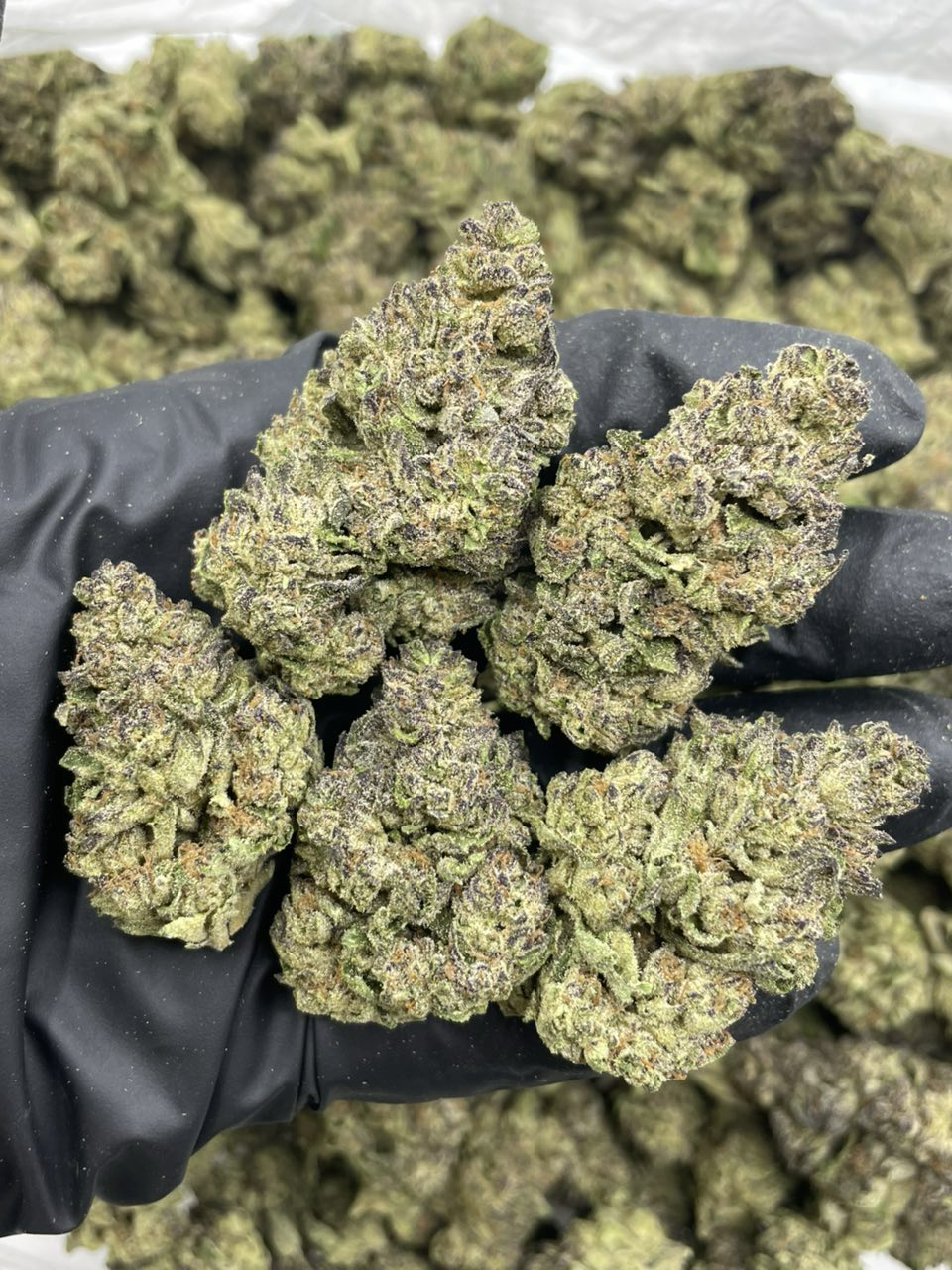 Cherry Thinmints strain